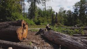 Best Root Management and Removal  in Kahaluu Keauhou, HI