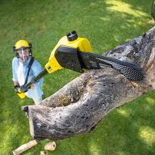 Reliable Kahaluu Keauhou, HI Tree Care Solutions