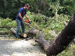 Best Tree Maintenance Programs  in Kahaluu Keauhou, HI
