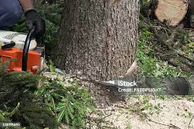 Best Tree Risk Assessment  in Kahaluu Keauhou, HI