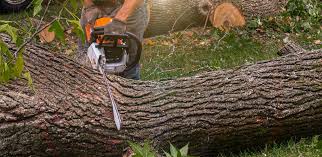 Best Leaf Removal  in Kahaluu Keauhou, HI