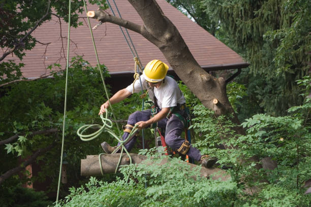 Best Tree Cabling and Bracing  in Kahaluu Keauhou, HI