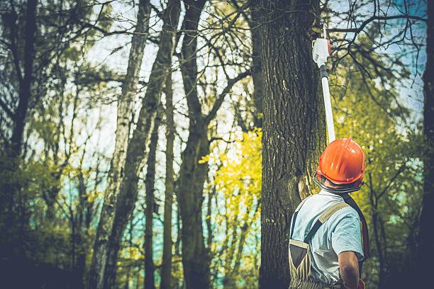 How Our Tree Care Process Works  in  Kahaluu Keauhou, HI